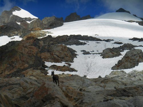 Piccolo Monte Bianco (Petite Mont Blanc) mt. 3431
