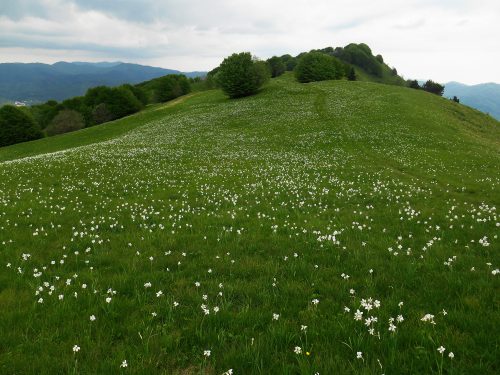 Monte della Cavalla mt. 1328